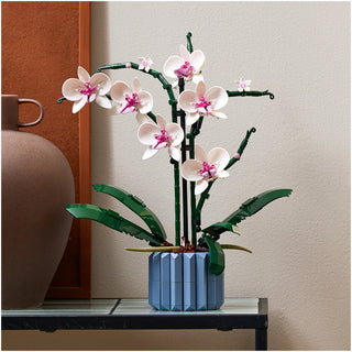 Fehér Orchidea
